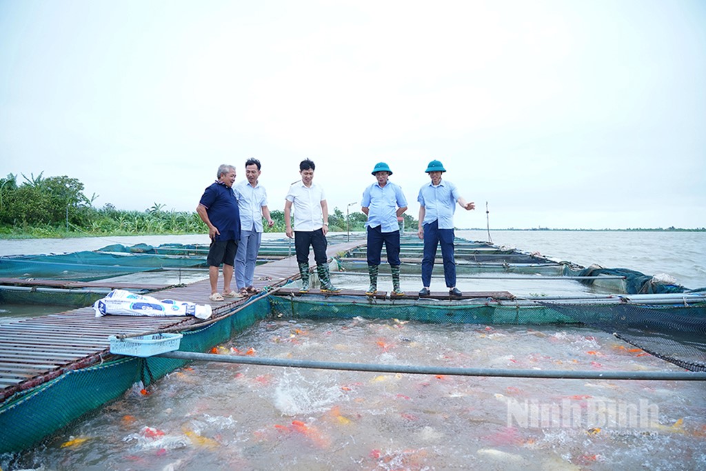 Đảm bảo an toàn cho diện tích nuôi cá lồng trên sông Hồng trước ảnh hưởng của bão Wipha